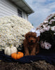 ICA Registered Mini Poodle For Sale Dundee OH Male-Conner
