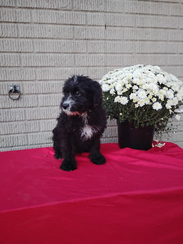 Mini Bernedoodle For Sale Sugarcreek OH Female-Ebony