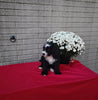 Mini Bernedoodle For Sale Sugarcreek OH Male-Blaze