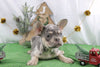 AKC Registered French Bulldog For Sale Wooster OH Male-Sherrod