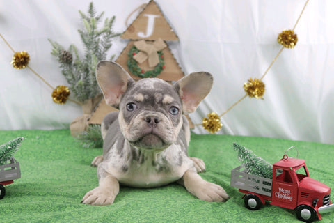 AKC Registered French Bulldog For Sale Wooster OH Male-Sherrod