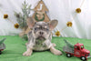 AKC Registered French Bulldog For Sale Wooster OH Male-Sherrod