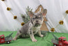 AKC Registered French Bulldog For Sale Wooster OH Male-Sherrod