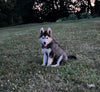 German/ Husky For Sale Perrysville OH Female-Bailey