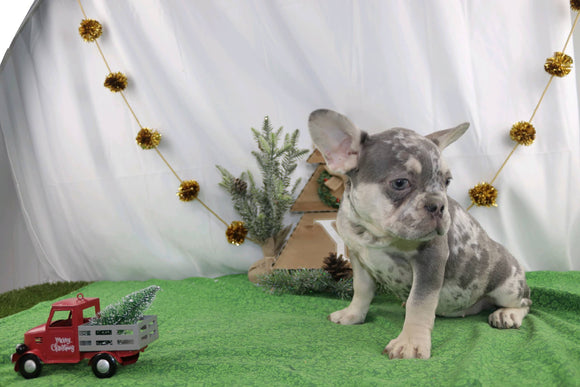 AKC Registered French Bulldog For Sale Wooster OH Female-Shea