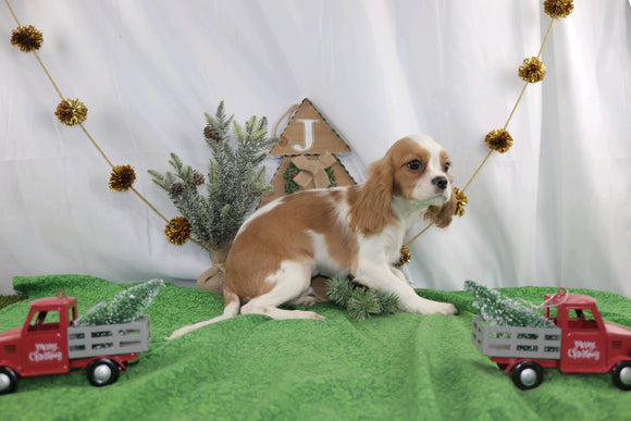 AKC Registered Cavalier KCS For Sale Wooster OH Male-Rudolph