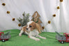 AKC Registered Cavalier KCS For Sale Wooster OH Female-Rycka