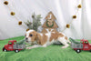 AKC Registered Cavalier KCS For Sale Wooster OH Female-Rycka