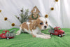 AKC Registered Cavalier KCS For Sale Wooster OH Female-Rycka