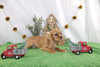AKC Registered Cavalier KCS For Sale Wooster OH Male-Ray