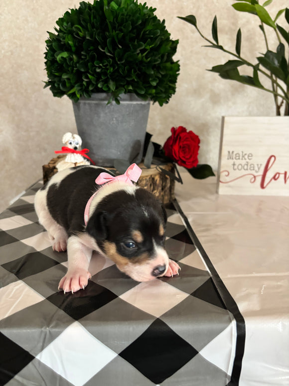 Rat Terrier For Sale Tampico IL Female-Lily