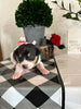 Rat Terrier For Sale Tampico IL Female-Lily