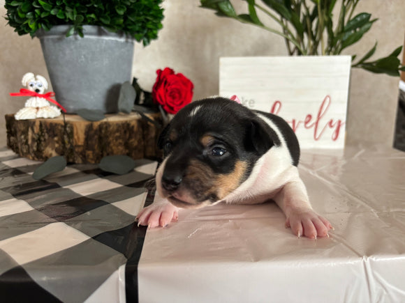 Rat Terrier For Sale Tampico IL Female-Bella