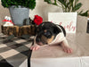 Rat Terrier For Sale Tampico IL Female-Bella