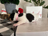 Rat Terrier For Sale Tampico IL Female-Bella