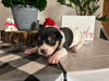 Rat Terrier For Sale Tampico IL Female-Lily