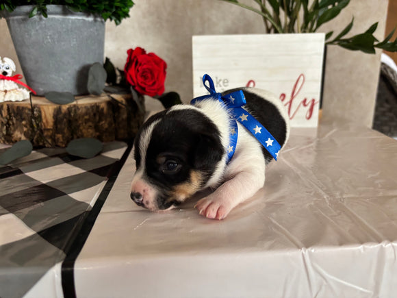 Rat Terrier For Sale Tampico IL Male-Theo