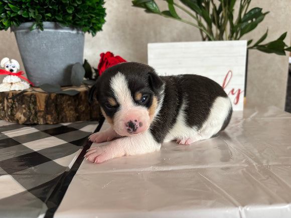 Rat Terrier For Sale Tampico IL Male-Beau