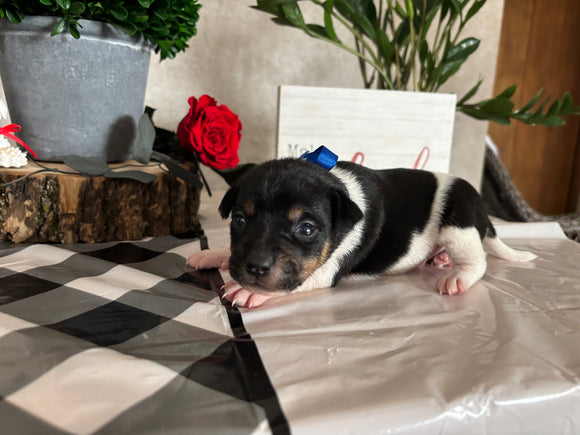 Rat Terrier For Sale Tampico IL Male-Benny