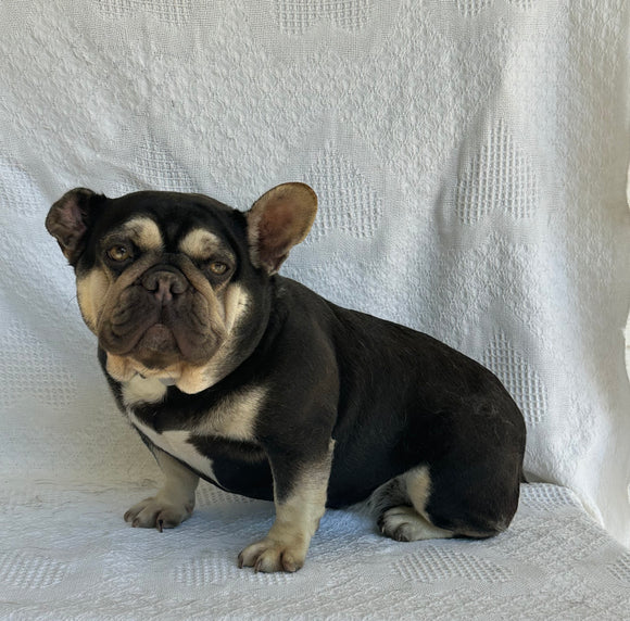 AKC French Bulldog For Sale Millersburg OH Female-Sweetie Leah
