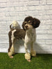 Mini F1B Aussiedoodle For Sale Applecreek OH Female-Francesca