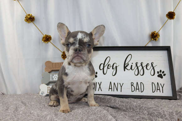 AKC Registered French Bulldog For Sale Wooster OH Female-Ann