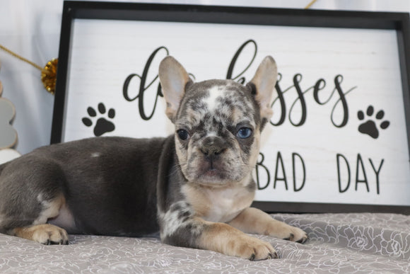 AKC Registered French Bulldog For Sale Wooster OH Male-Chance