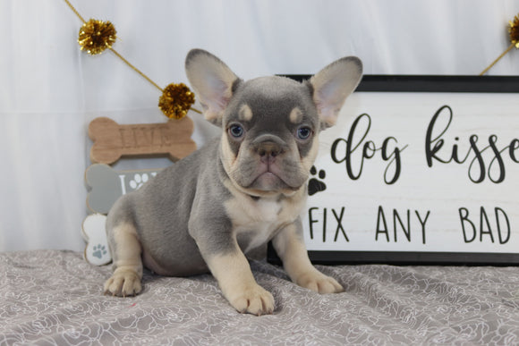 AKC Registered French Bulldog for Sale Wooster OH Male-Chico