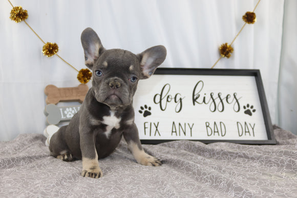 AKC Registered French Bulldog For Sale Wooster OH Female-Abby