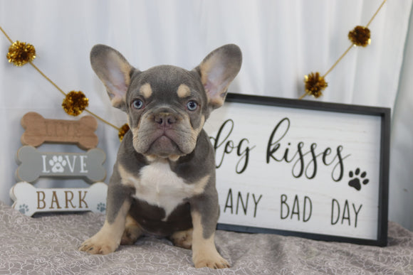 AKC Registered French Bulldog For Sale Wooster OH Male-Avalanche