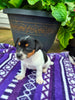 Rat Terrier For Sale Tampico IL Female-Bailey