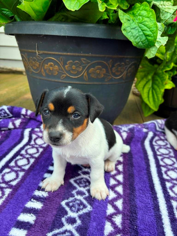 Rat Terrier For Sale Tampico IL Female-Bailey