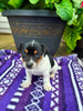 Rat Terrier For Sale Tampico IL Female-Bailey