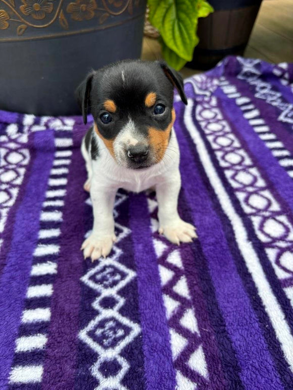 Rat Terrier For Sale Tampico IL Male-Chase