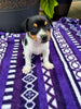 Rat Terrier For Sale Tampico IL Male-Chase