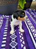 Rat Terrier For Sale Tampico IL Male-Chase