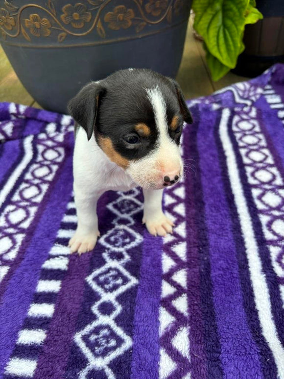 Rat Terrier For Sale Tampico IL Female-Brittany