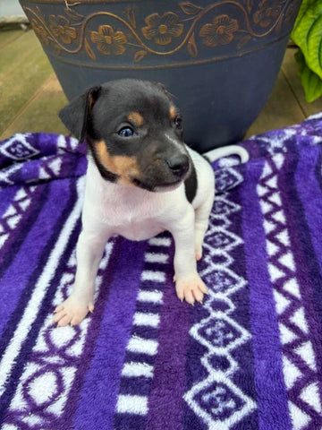 Rat Terrier For Sale Tampico IL Male-Cam