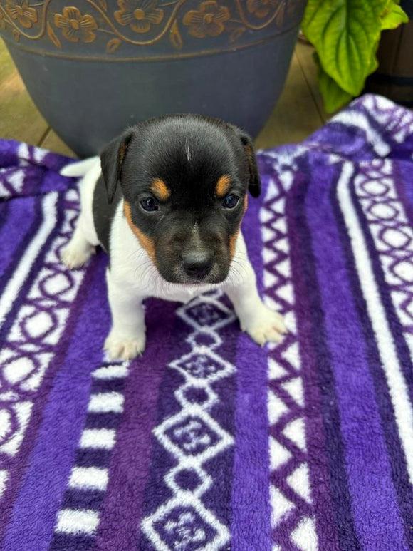 Rat Terrier For Sale Tampico IL Male-Cody