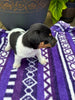 Rat Terrier For Sale Tampico IL Male-Cody