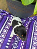 Rat Terrier For Sale Tampico IL Male-Cody