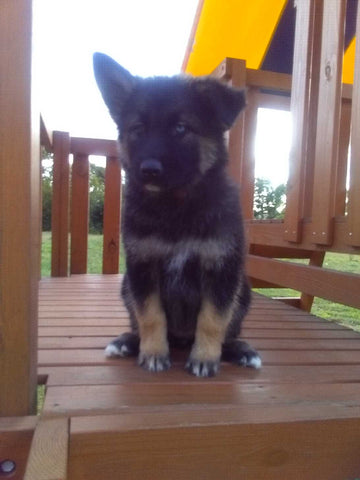 German/ Husky For Sale Holmesville OH Female-Callie