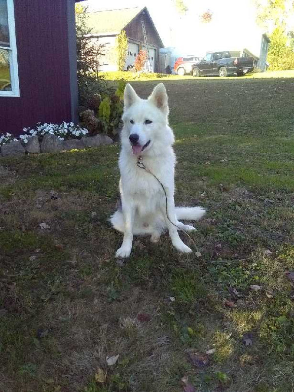 German Husky For Sale Holmesville OH Male-Austin