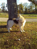 German Husky For Sale Holmesville OH Male-Austin