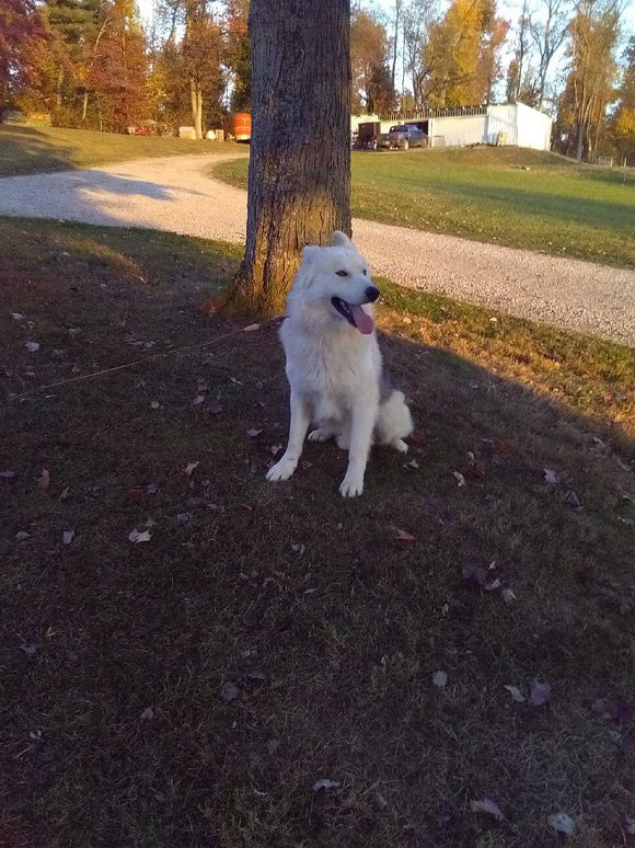 German/ Husky For Sale Holmesville OH Male-Rufus