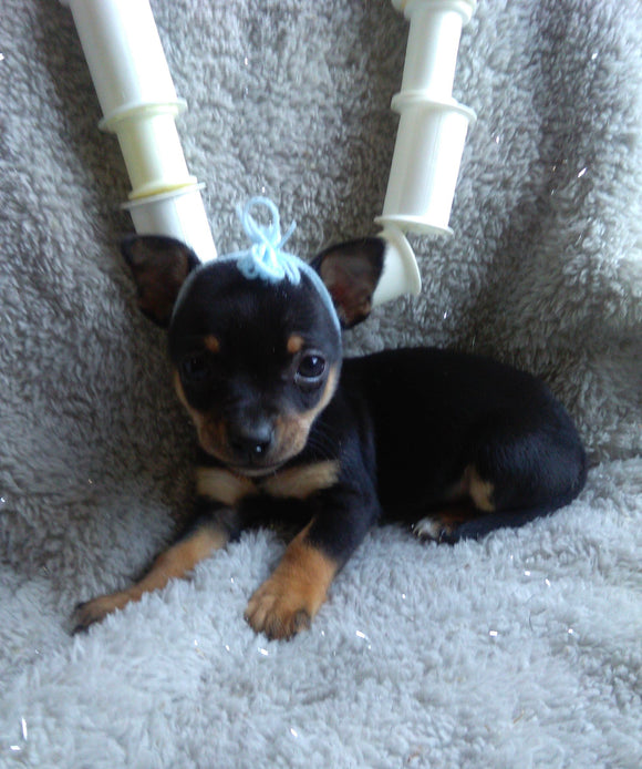 Chihuahua For Sale Mt. Vernon OH Male-Harry