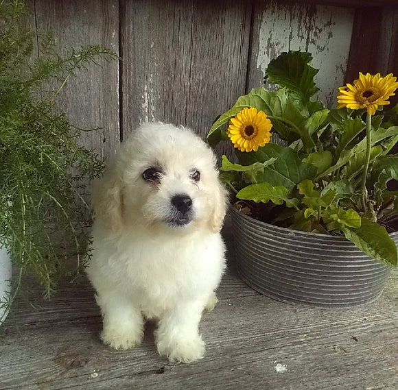 ACA Registered Bichon Frise For Sale Millersburg OH Male-Lucky