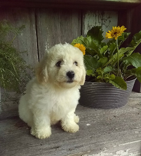 ACA Registered Bichon Frise For Sale Millersburg OH Female-Lucy