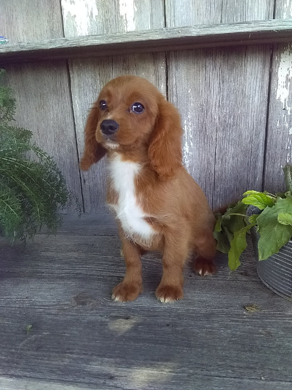 Cavapoo For Sale Millersburg OH Male-Les