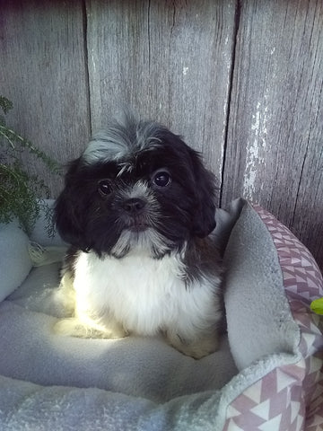 ACA Registered Shih-Tzu For Sale Millersburg OH Female-Sally